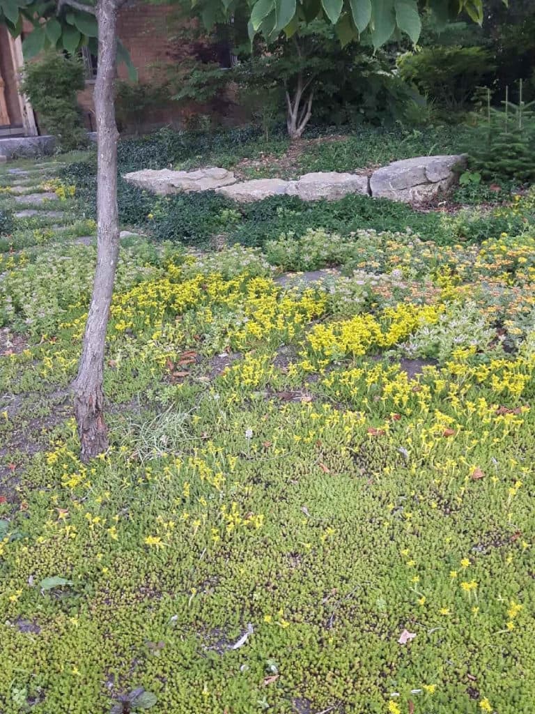 Turfgrass:time to rethink the lawn — photograph by Stellar Landscapes