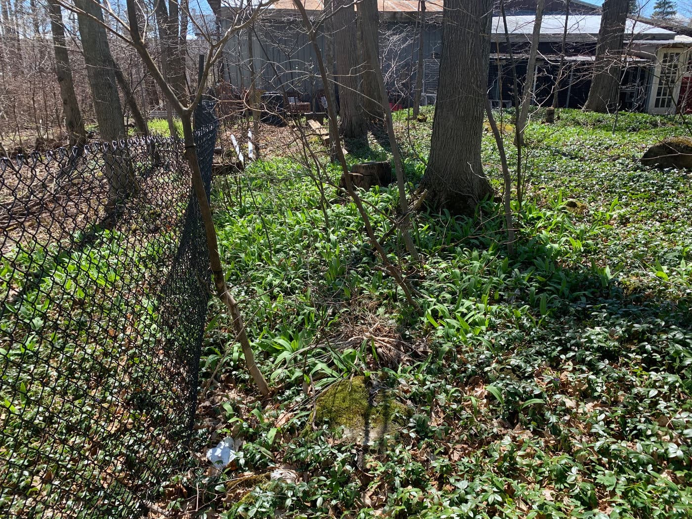 1ST SIGNS OF SPRING 2020 — photograph by Stellar Landscapes
