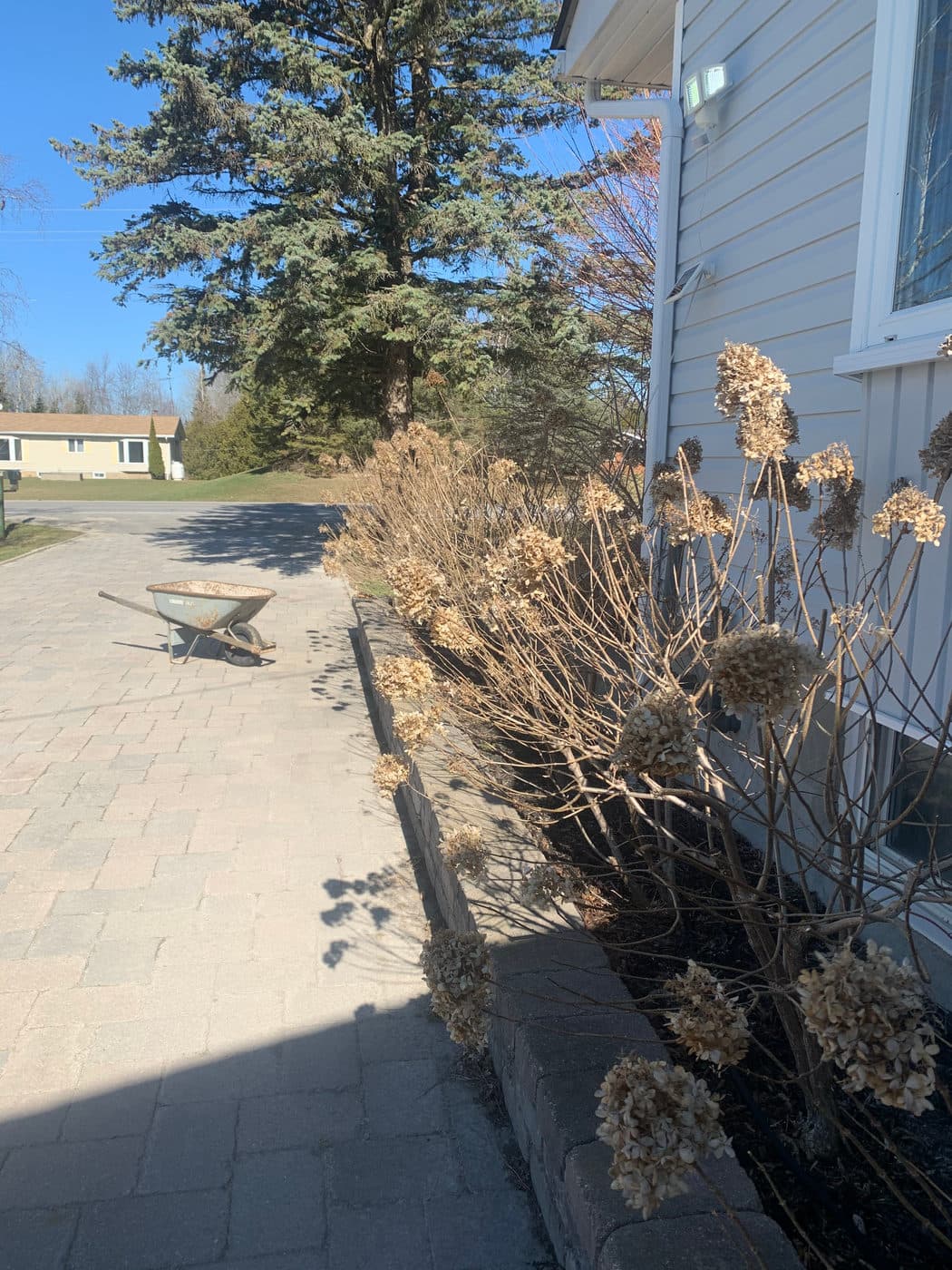 SPRING PRUNING — photograph by Stellar Landscapes