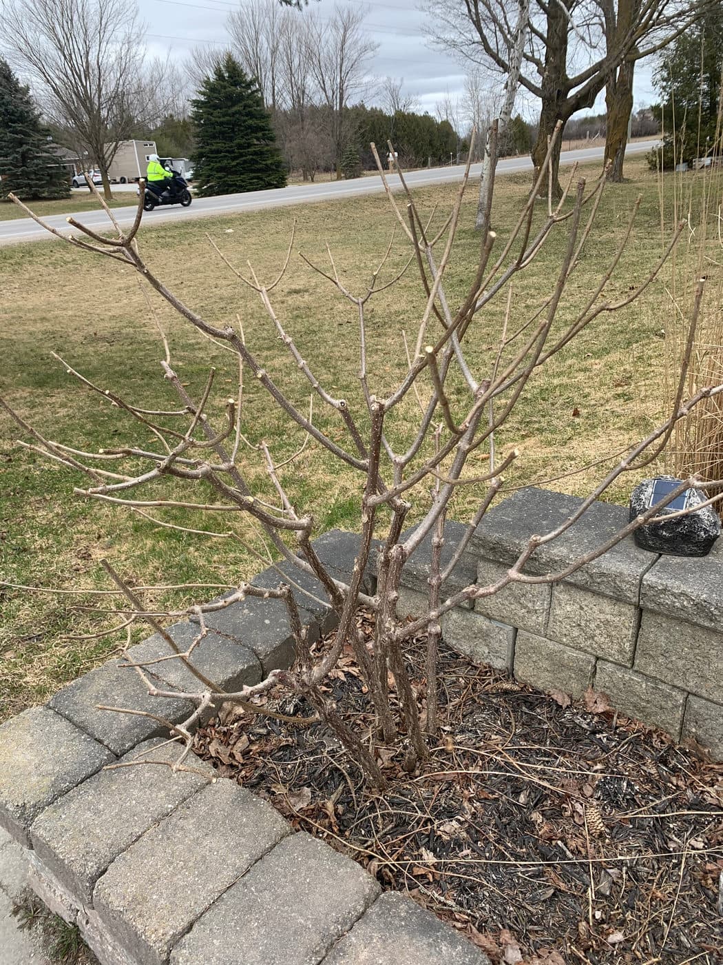 SPRING PRUNING — photograph by Stellar Landscapes