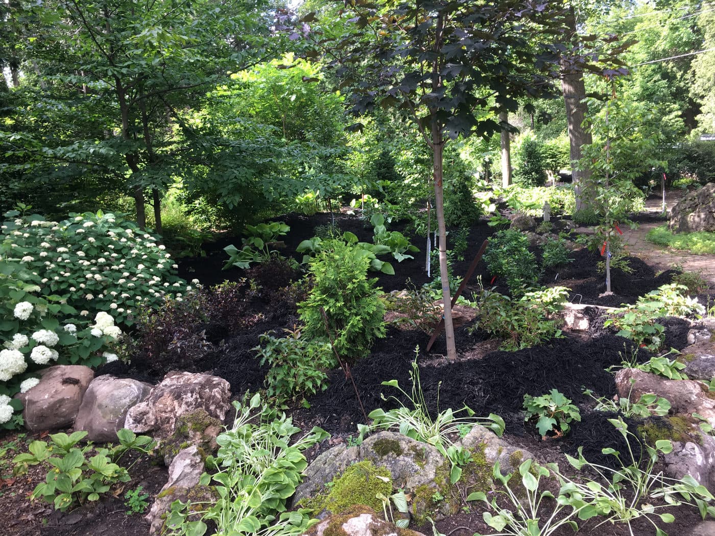 How to Select a Plant — photograph by Stellar Landscapes