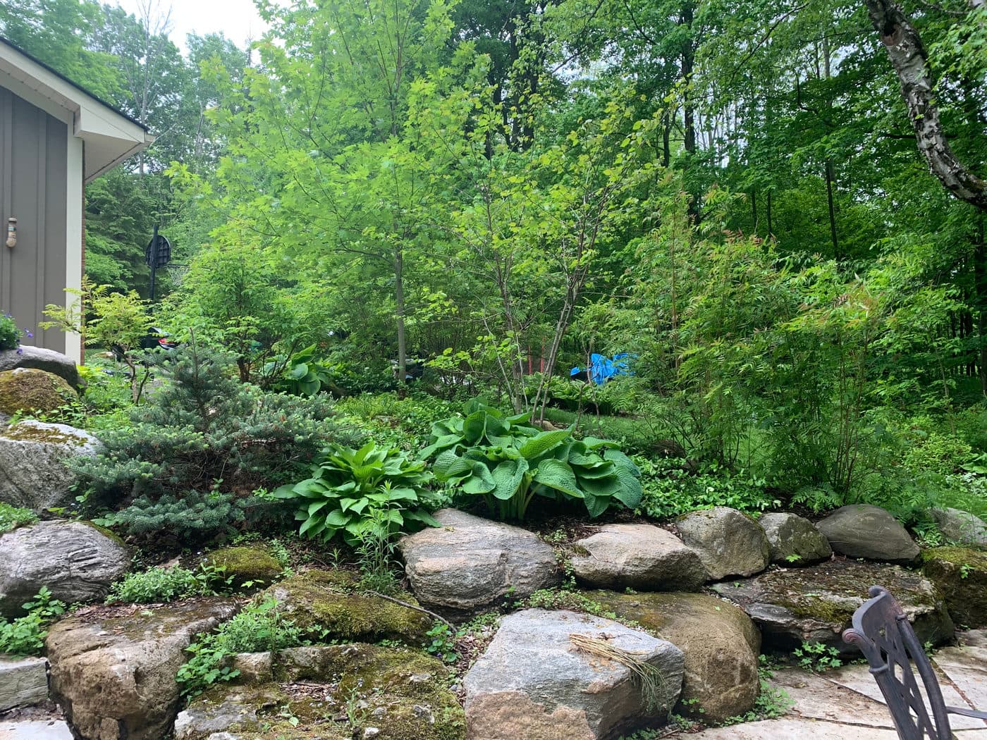 How to Select a Plant — photograph by Stellar Landscapes