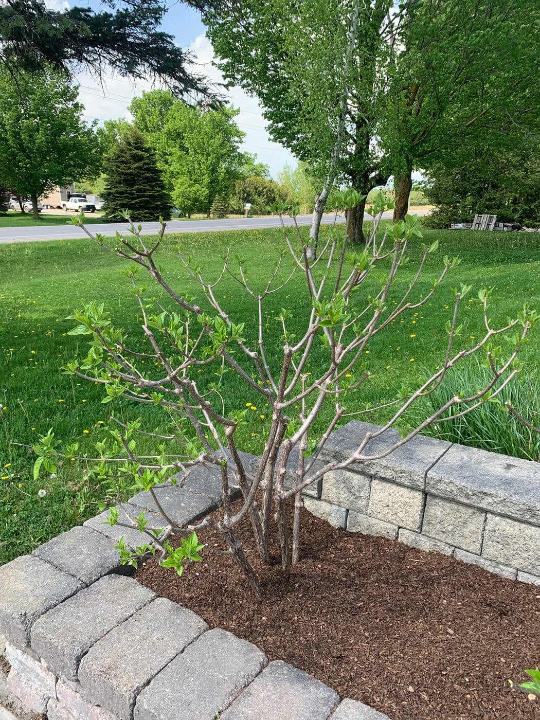 SPRING PRUNING — photograph by Stellar Landscapes