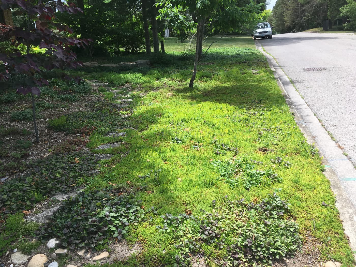 Turfgrass:time to rethink the lawn — photograph by Stellar Landscapes