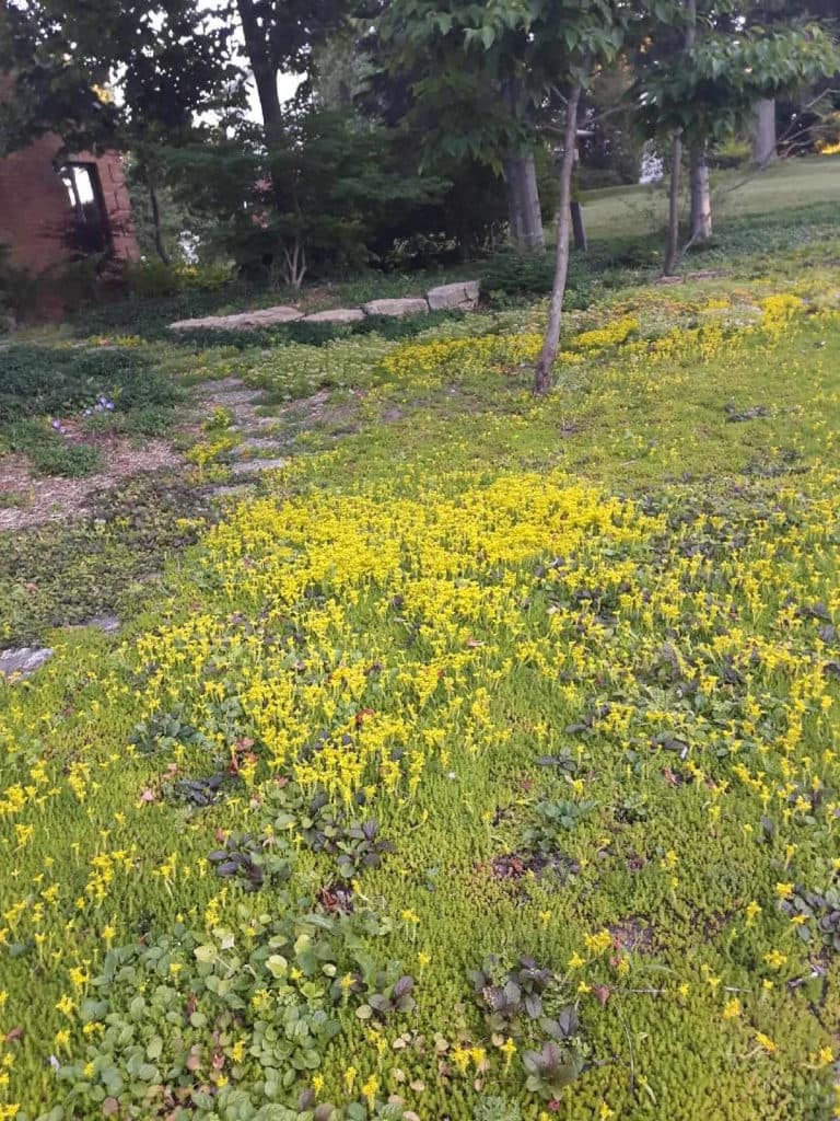 Turfgrass:time to rethink the lawn — photograph by Stellar Landscapes