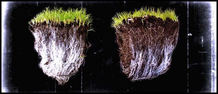 FOOD FOR THOUGHT What is fertilizer? — photograph by Stellar Landscapes