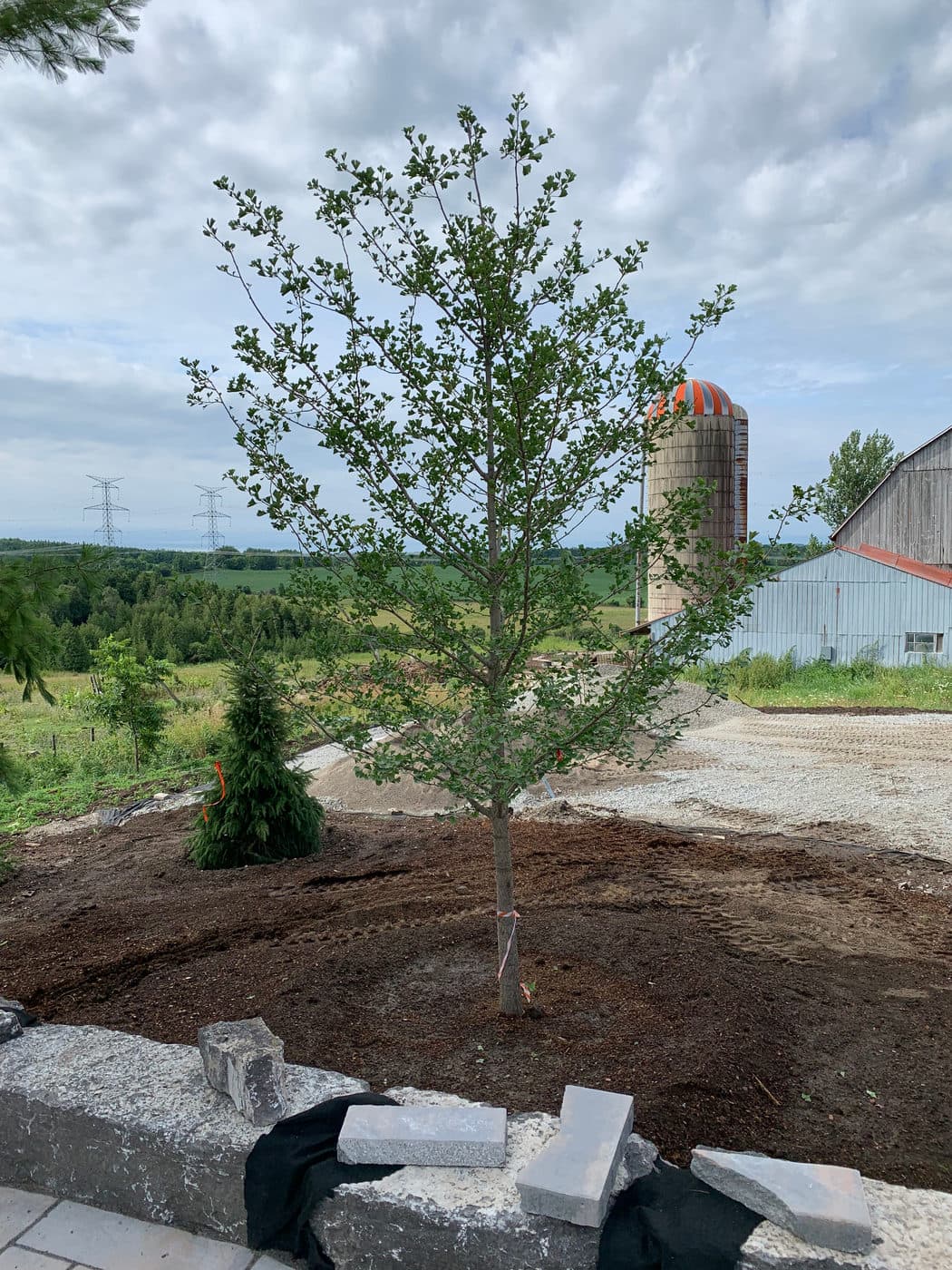This tree weighed in @ 1,200 lbs so installation was scheduled during the hardscape construction