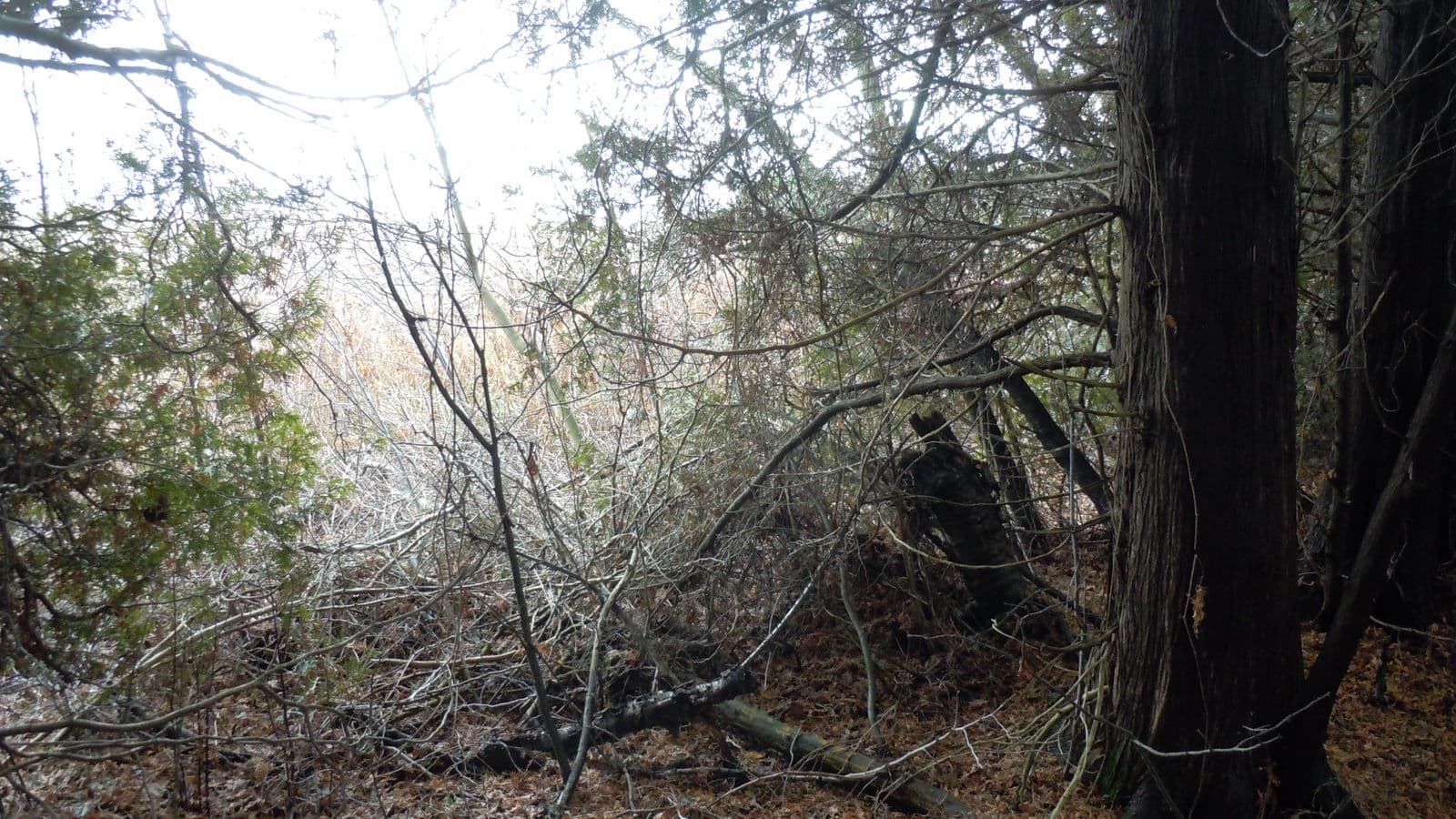 Winter Woodlot — Stellar Landscapes