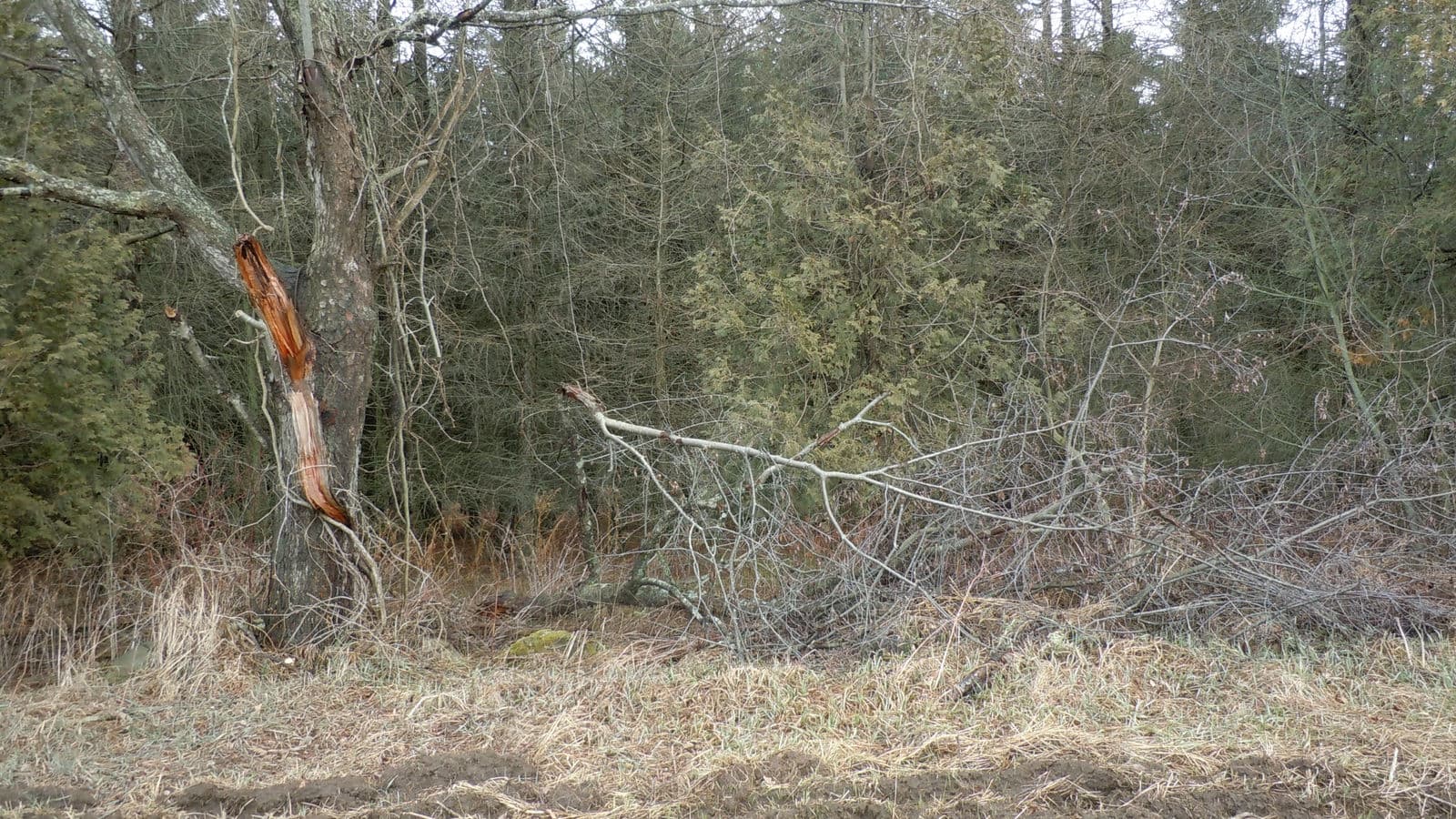 Winter Woodlot — Stellar Landscapes