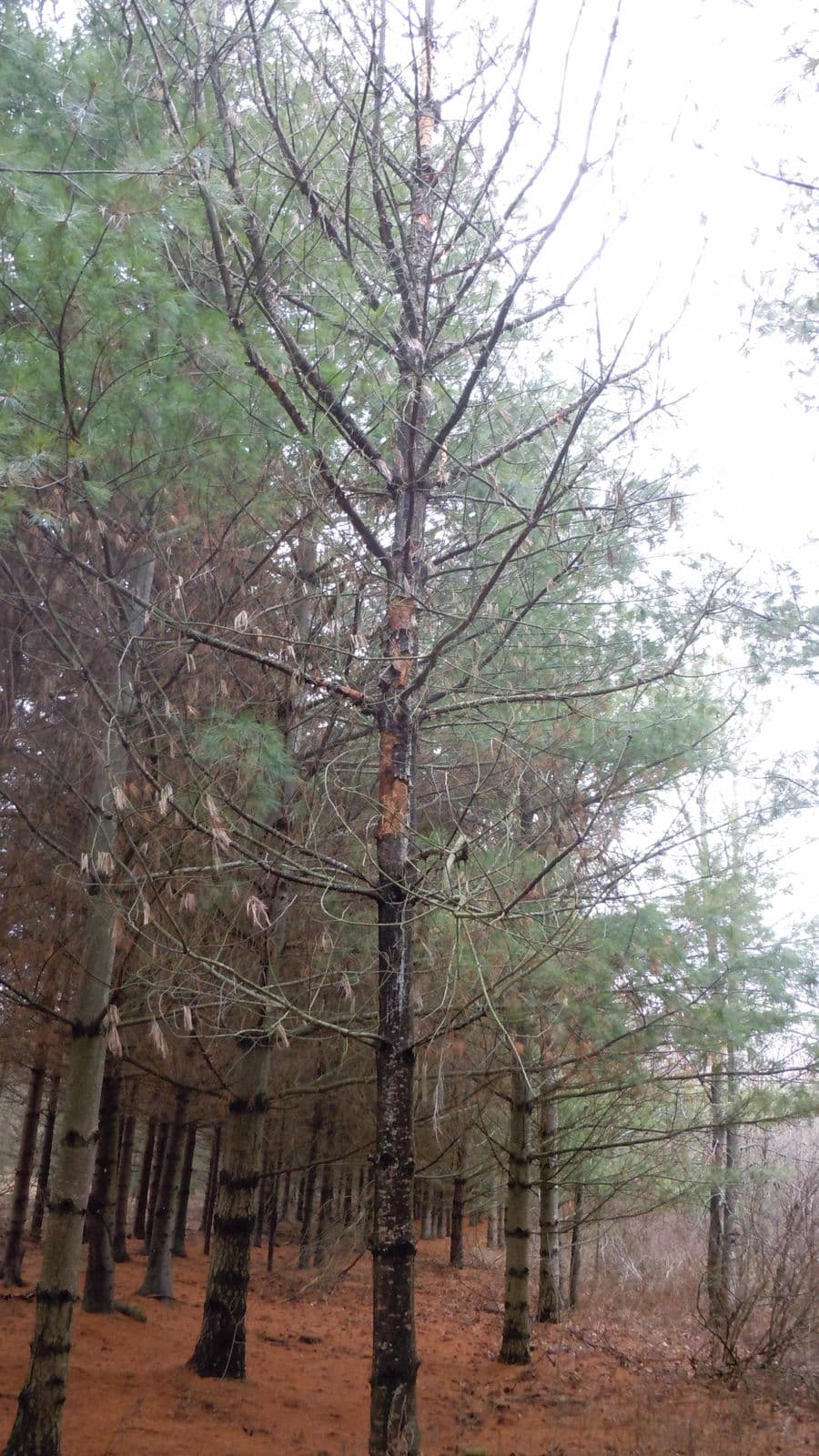 Winter Woodlot — Stellar Landscapes