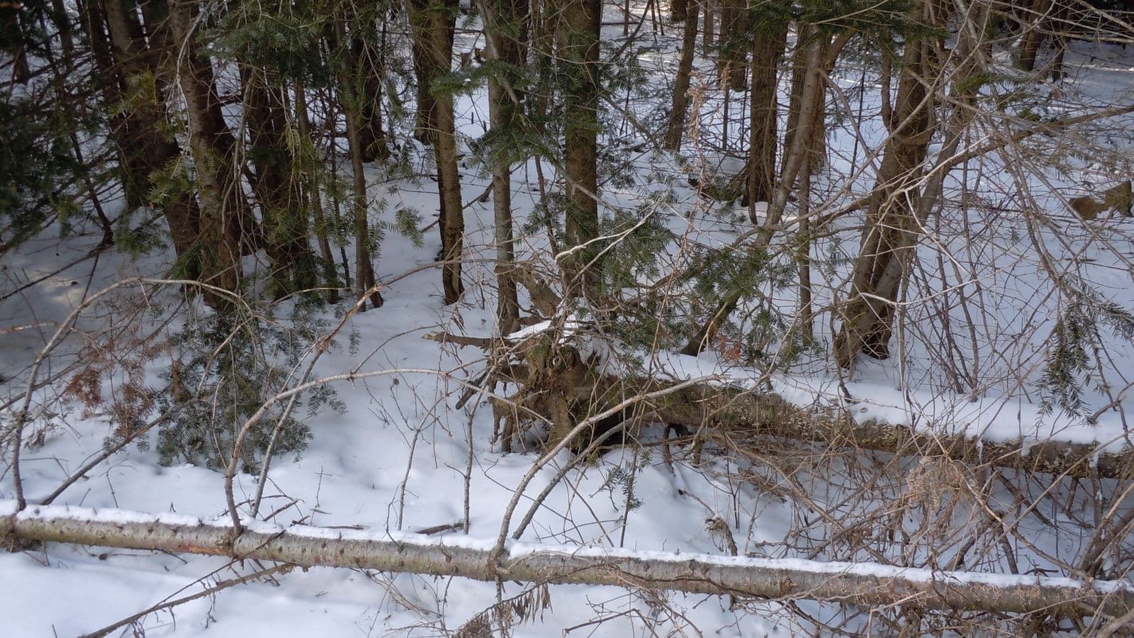 Winter Woodlot — Stellar Landscapes