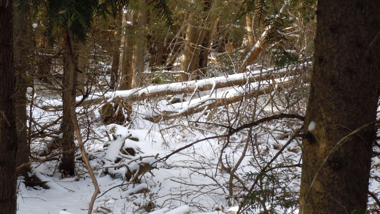 Winter Woodlot — Stellar Landscapes