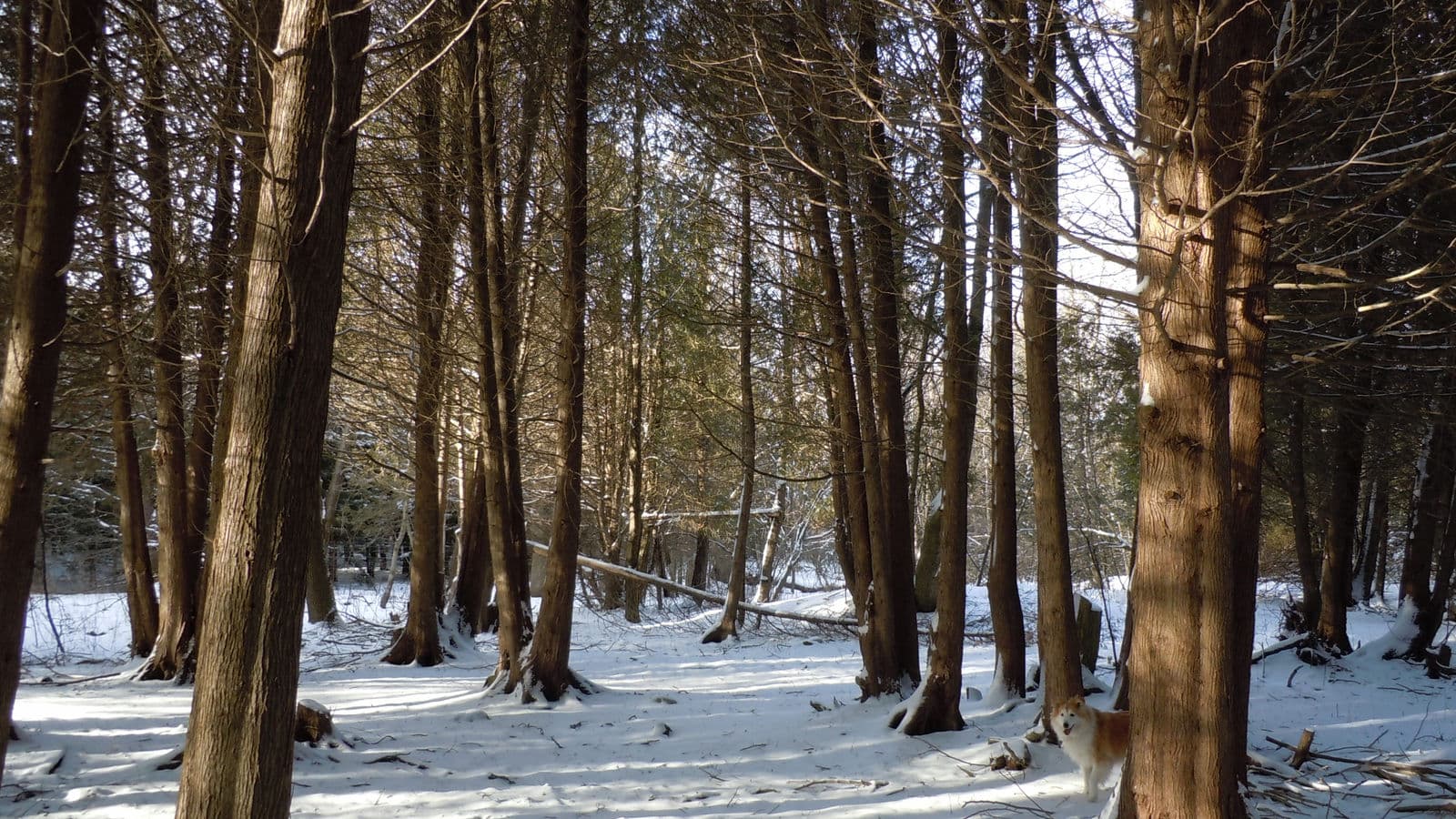 Winter Woodlot — Stellar Landscapes