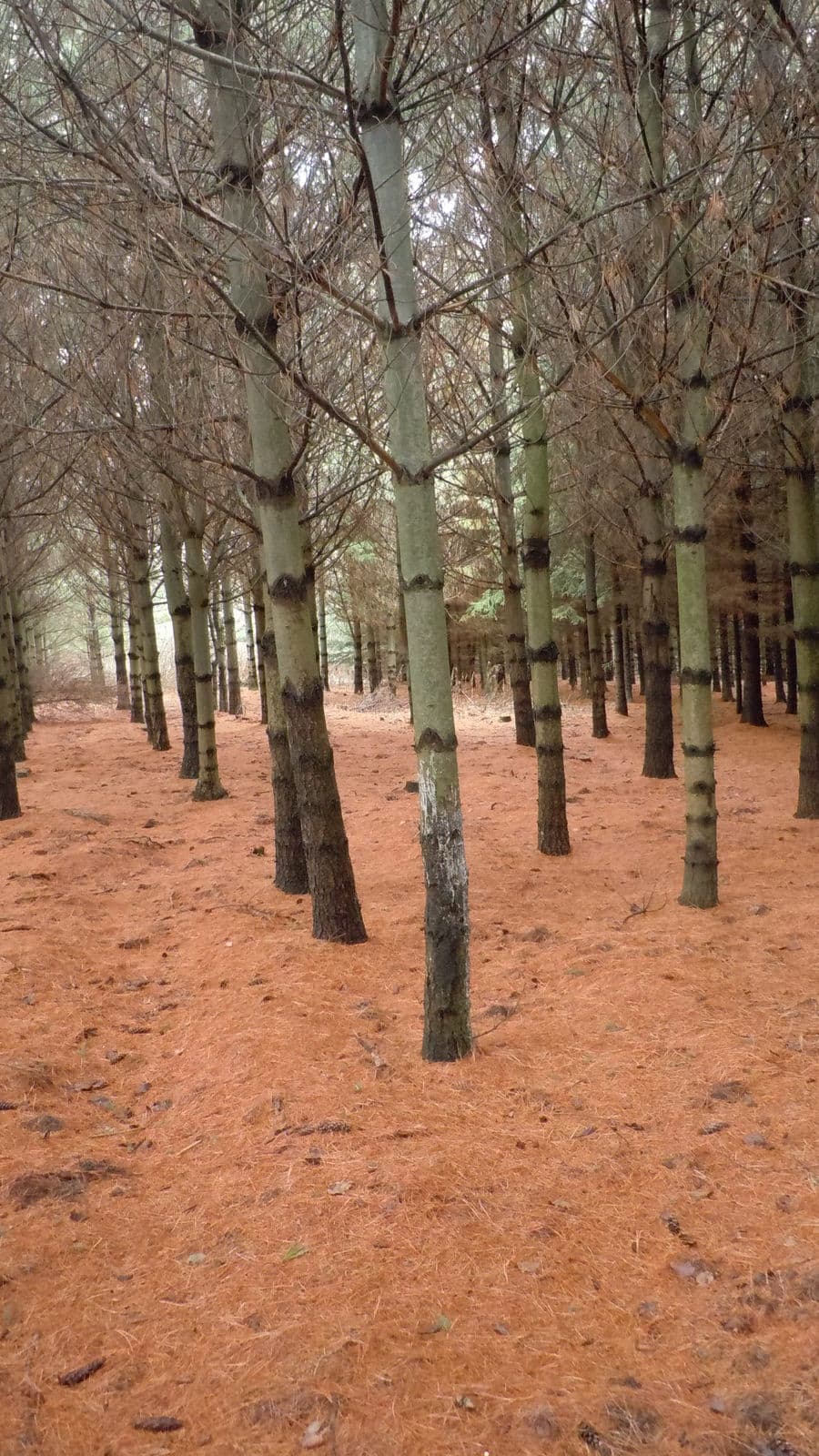 Winter Woodlot — Stellar Landscapes