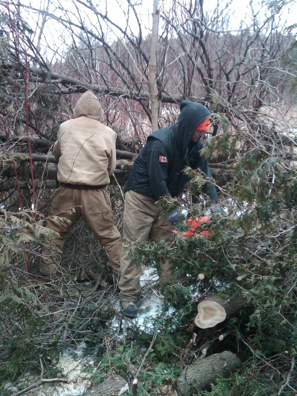 Winter Woodlot — Stellar Landscapes