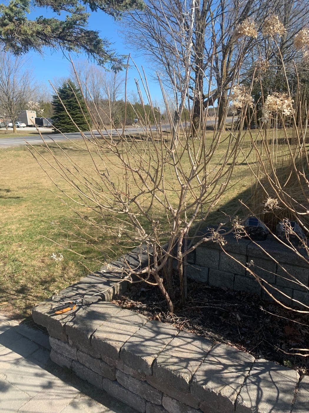 SPRING PRUNING — photograph by Stellar Landscapes