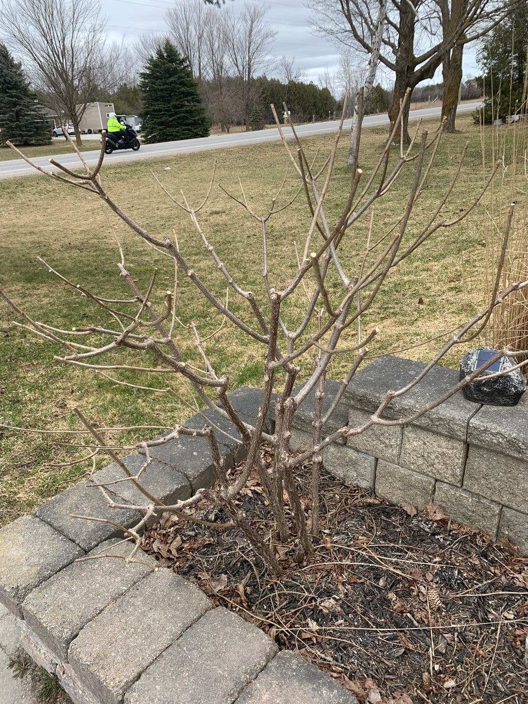 SPRING PRUNING — photograph by Stellar Landscapes