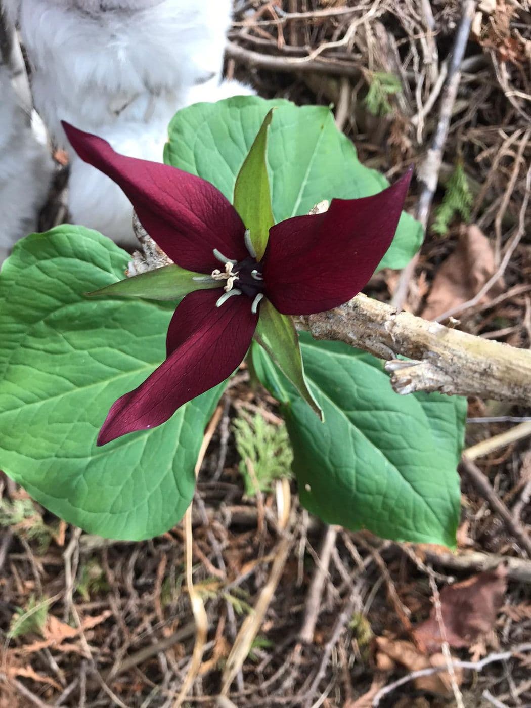 1ST SIGNS OF SPRING 2020