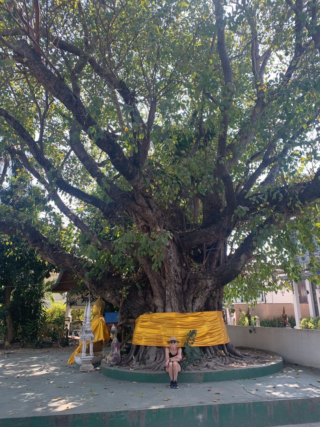 Massive old Ficus (Banyons) are protected and honoured.