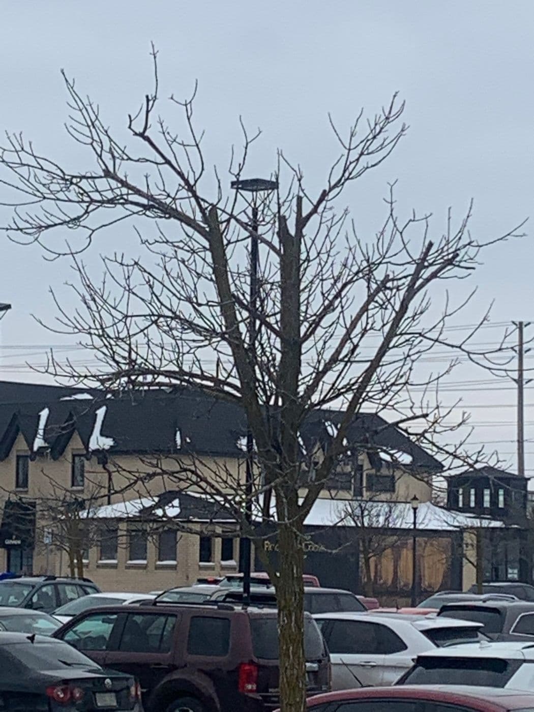 The Tree of Forgiveness